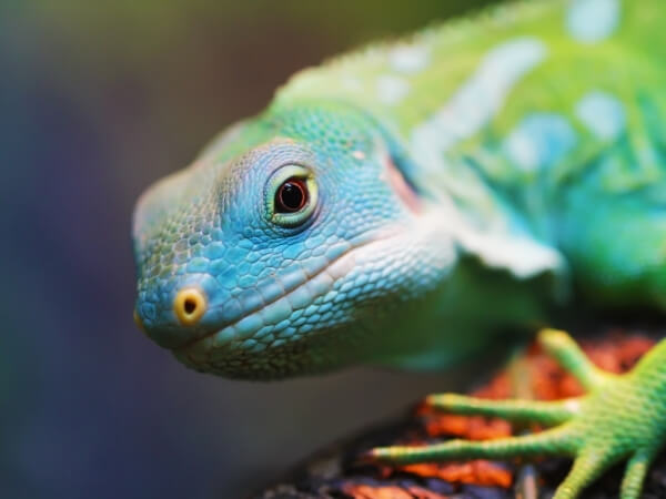 VHAH - Exotic Pet Section