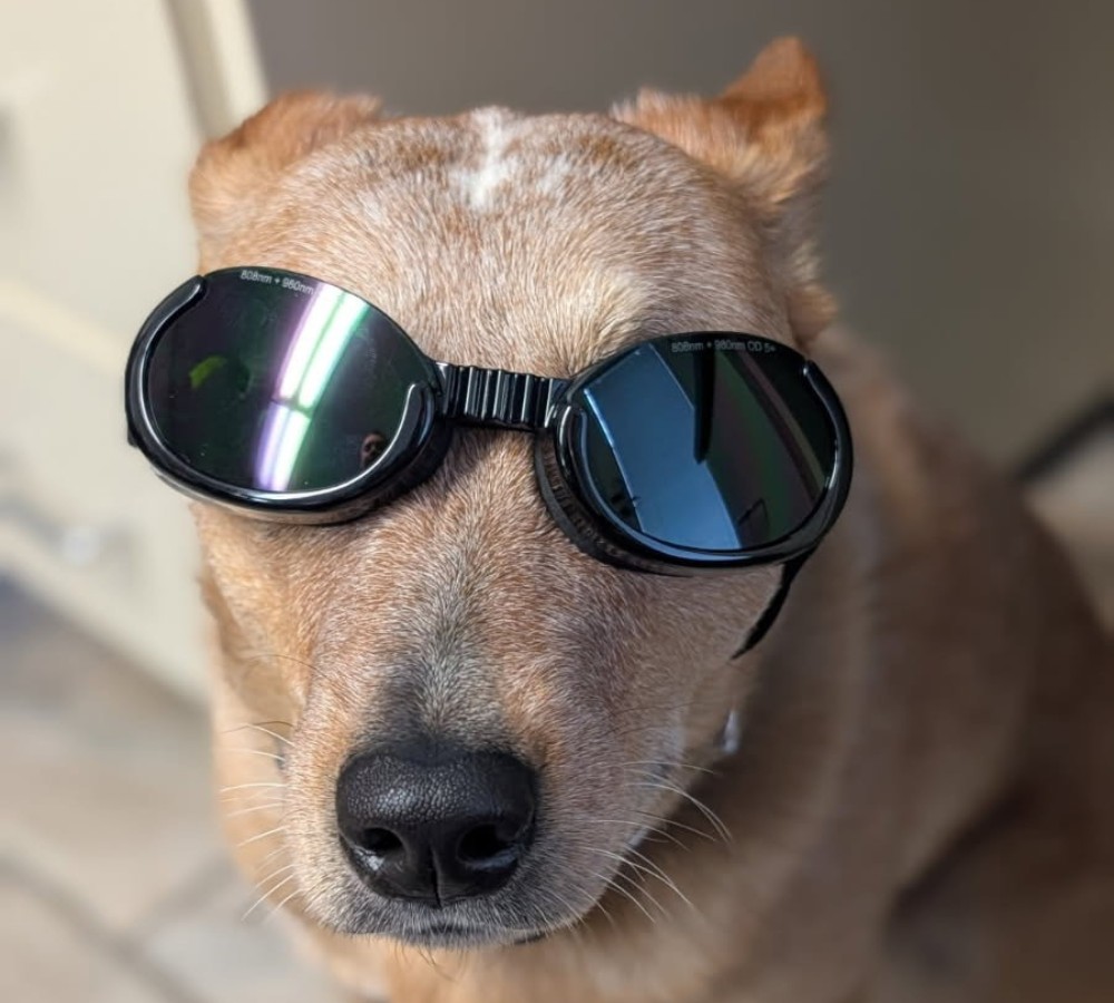 a dog wearing laser therapy glasses