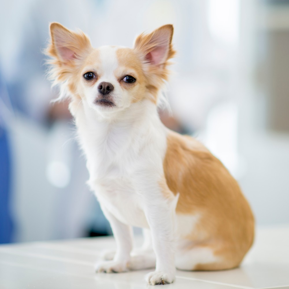 A chihuahua is sitting on the examination table at the vet's offic