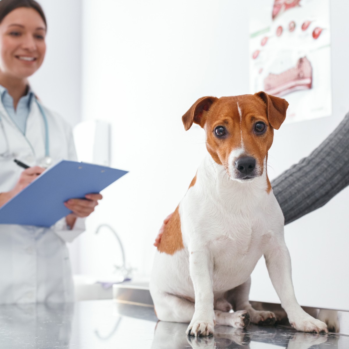 Dog was brought for inspection to the vet. 