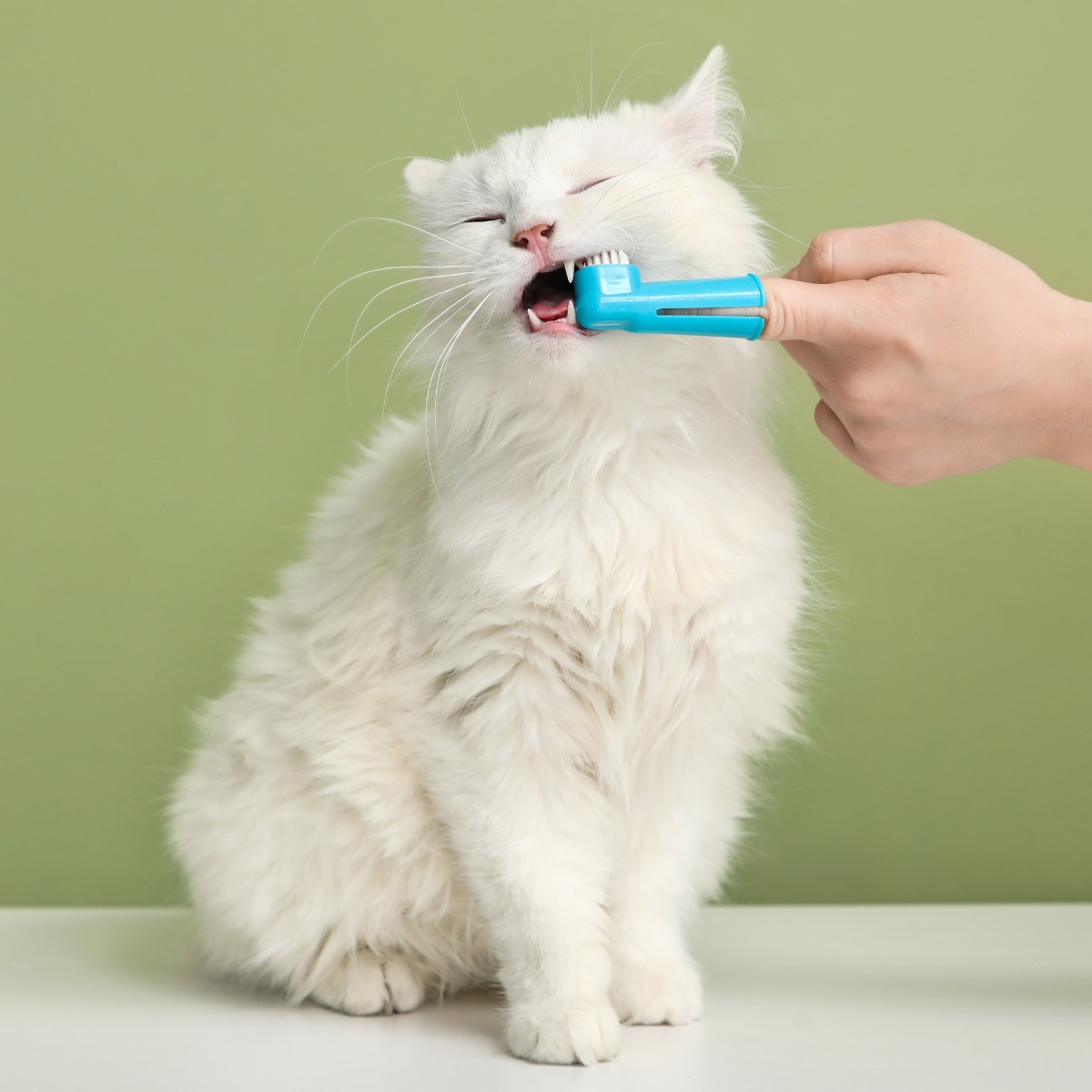 Female Hand Brushing Teeth of Cute White Cat on Table in Clinic