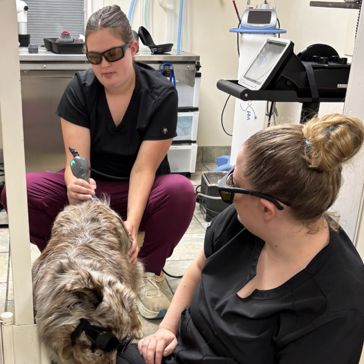 A dog getting laser treatment