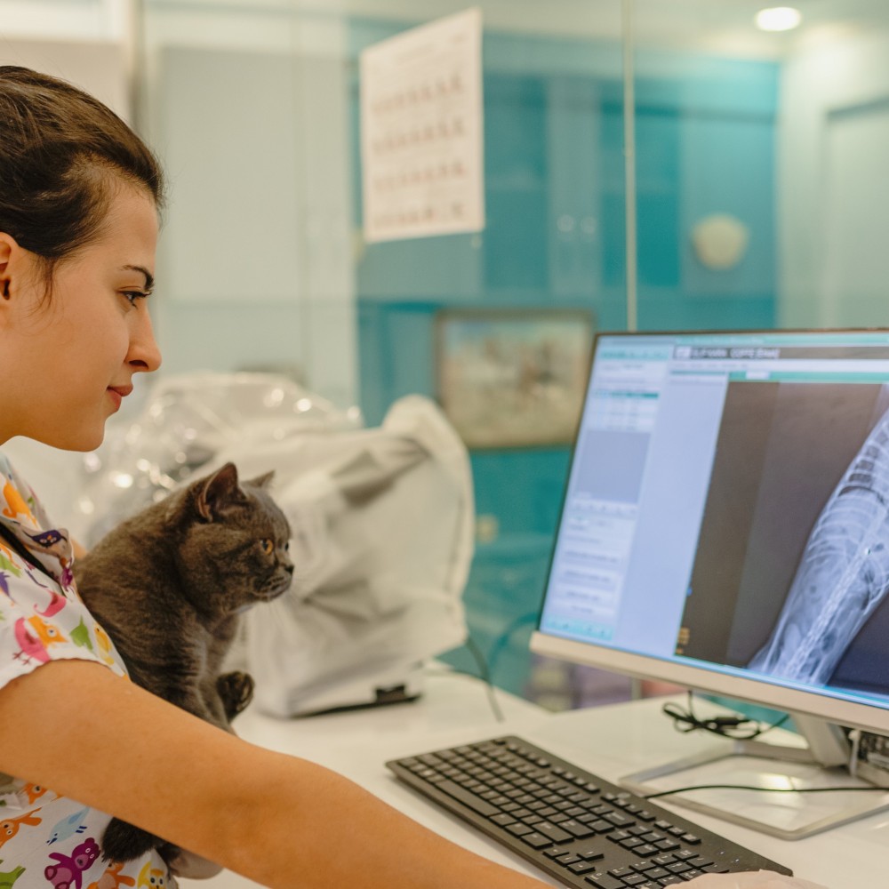 Vet reviewing a cat’s X-ray image.