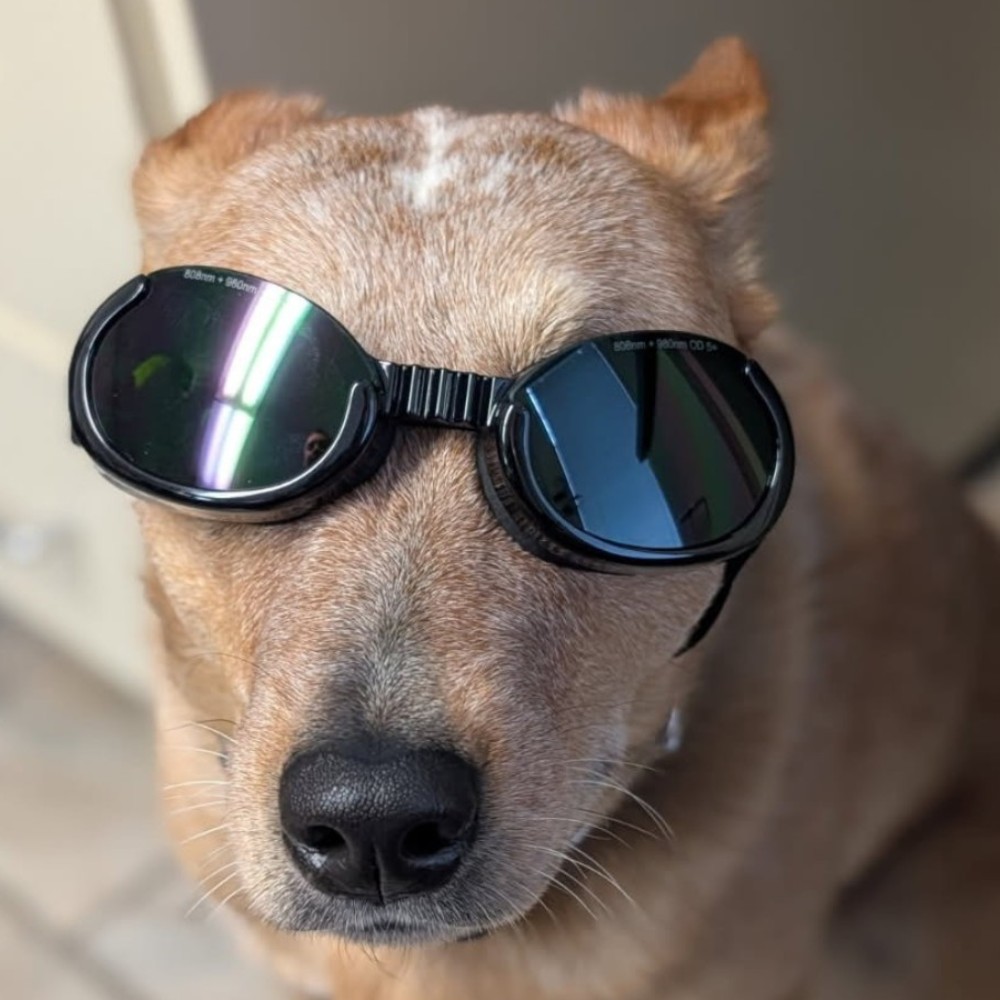 a-dog-wearing-laser-therapy-glasses