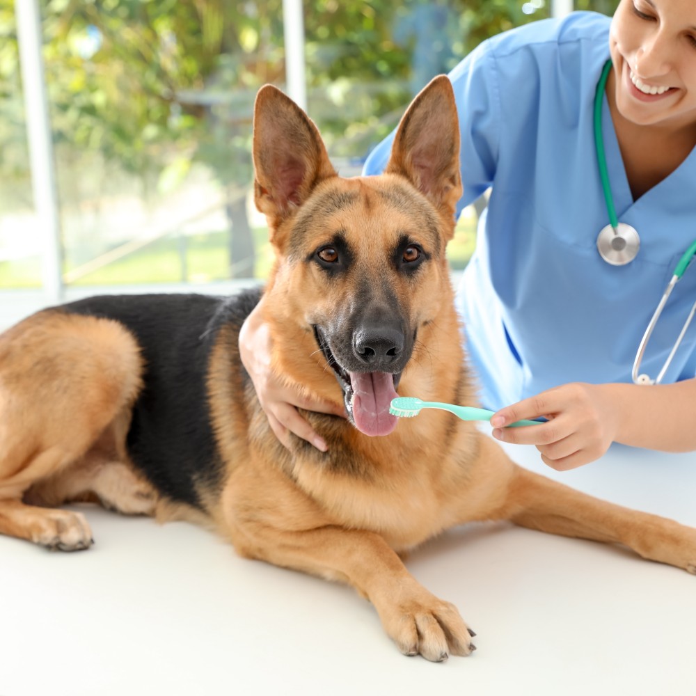 Vet brushing a German Shepherd’s teeth