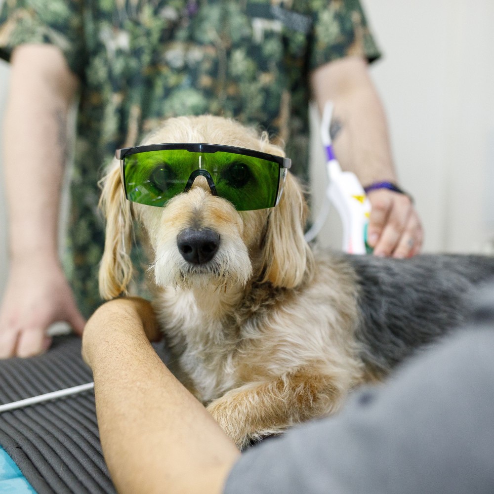 dog during laser