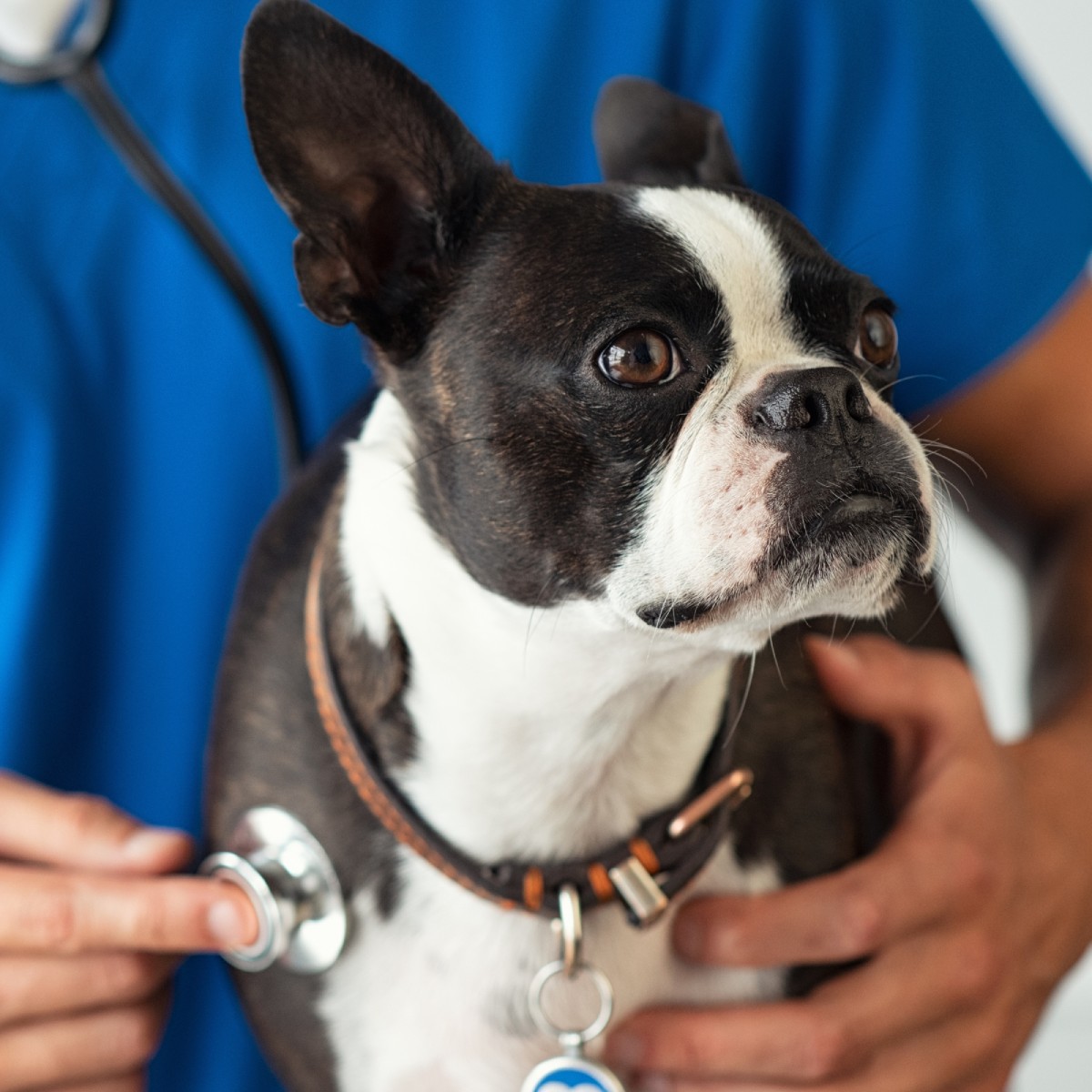 Vet examining a small dog’s chest