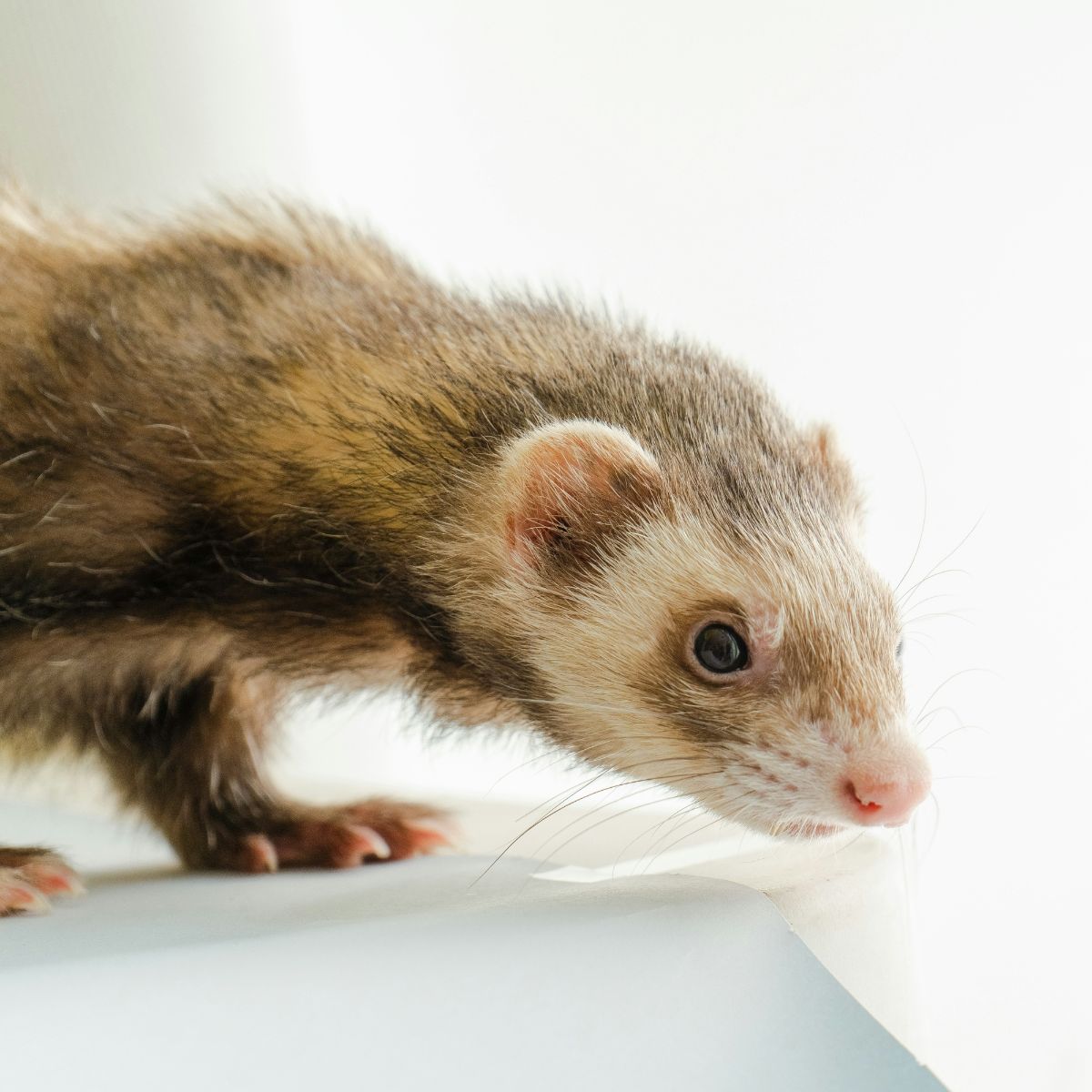 Pet Snake on Owners Hand