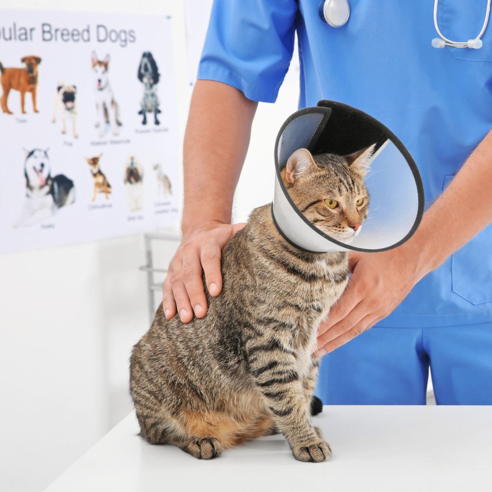 Cat wearing cone during vet exam.<br />
