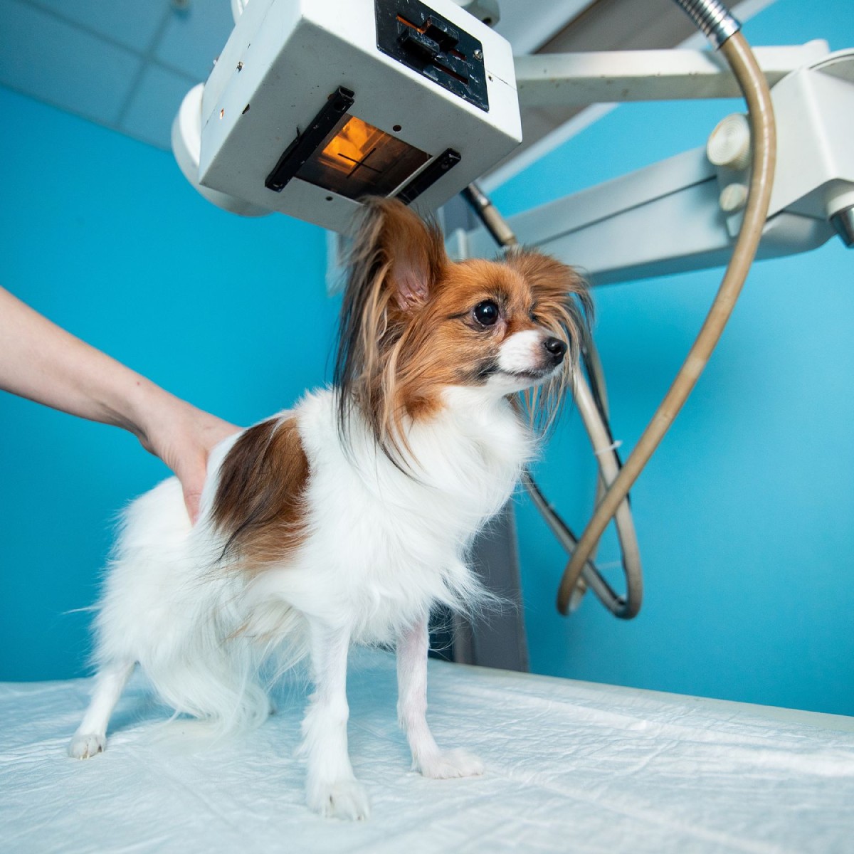 Small dog receiving an X-ray exam